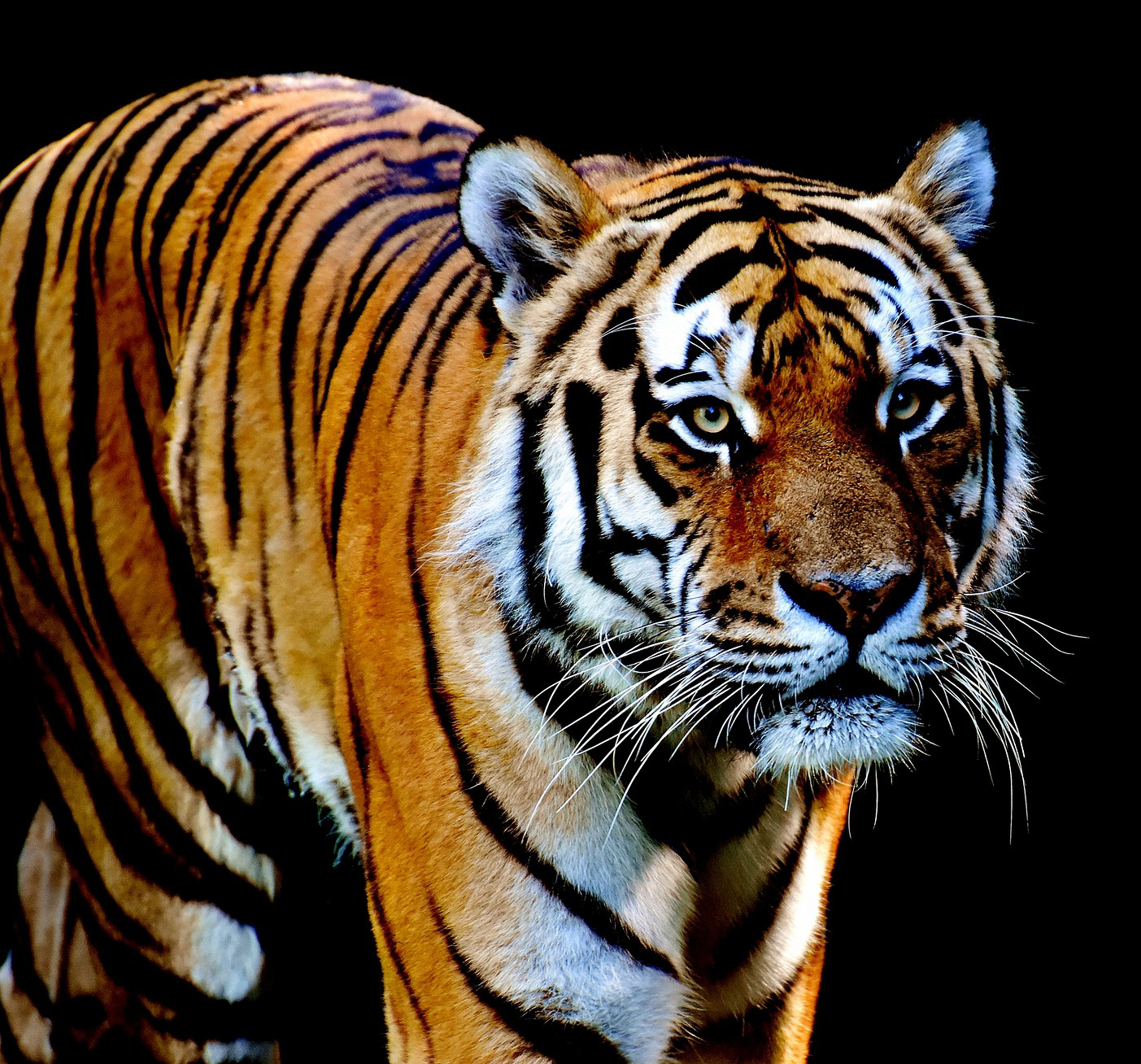 Cedar Cove Bengel Tiger